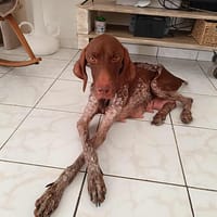 Kiara, le rayon de soleil, chienne à adopter