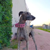 FLOP, chien à adopter