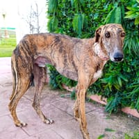 HANKO, chien à adopter