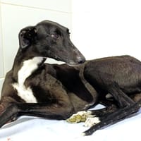 HOPPITY, chien à adopter