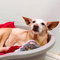 INDIRA, chienne à adopter