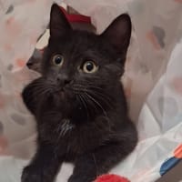 Bella, chatte à adopter