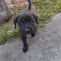 BOO la coquine, chienne à adopter