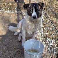 Zuri, chien à adopter