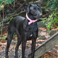 USLA, Femelle junior Berger Créole, chienne à adopter