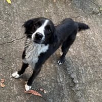 JAPPY, Femelle croisée Border Collie, chienne à adopter