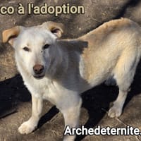 Greco, chien à adopter