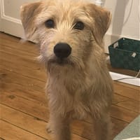 MANHATTAN, Femelle junior croisée, chienne à adopter