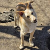 Warrior, chien à adopter