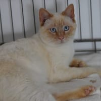 PAYOYO, chat à adopter