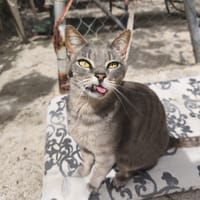 LUCY, chatte à adopter