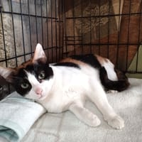 ROMANE, chatte à adopter