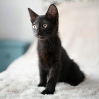 LUDWIG, chat à adopter