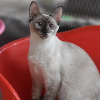 DELLA, chatte à adopter
