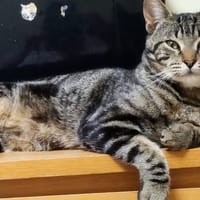 HECTOR, chat à adopter
