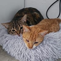 GRACE ET ELVIRA, chatte à adopter