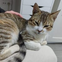 KEVIN, chat à adopter