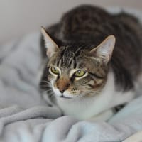 GARY, chat à adopter
