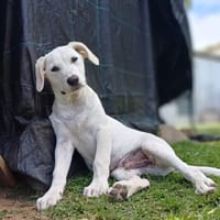 AUSTIN, chiot Croisé Labrador mâle, chien à adopter