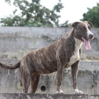 CANDY, Femelle Berger Créole junior, chienne à adopter