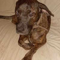 CHIPIE, chien à adopter