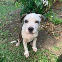 CLÉO, chiot Berger Créole, femelle, chienne à adopter