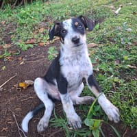 FOLLY, chiot femelle Croisée Jack Russel, chienne à adopter