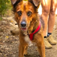 HEAVEN, Mâle Croisé Créole, chien à adopter