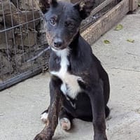 Süße MIMI möchte dein Herz stehlen, Hündin zur Adoption