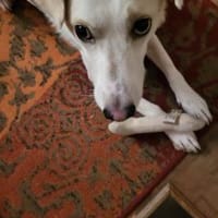 Aufpasser, Schmusebär, Frechdachs.., Hund zur Adoption