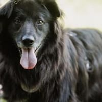 Kuschelfan Odi sucht ein Zuhause, Hund zur Adoption