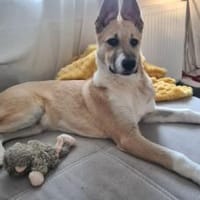 Quax - Bereit für Abenteuer?, Hund zur Adoption