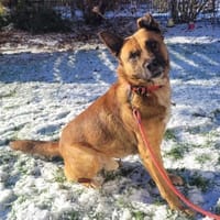 toller Schäfer-Mix Winnie (Tierschutz), Hund zur Adoption