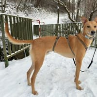 Windhund-Mix Keylam wartet auf dich!, Hund zur Adoption