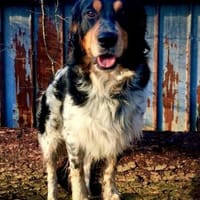 Samu, Hund zur Adoption