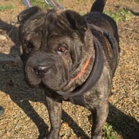 DAISY BRAUCHT EIN DACH ÜBER DEM KOPF, Hündin zur Adoption