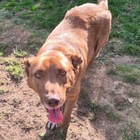 Brauner Labrador Kuno sucht dich!, Hund zur Adoption