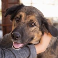 Jacky 💗 in 89186 Illerrieden-Dorndorf, Hündin zur Adoption