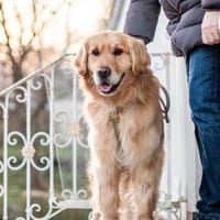 Füge, sanfter Golden-Retrievermix, ca.3J, Hund zur Adoption