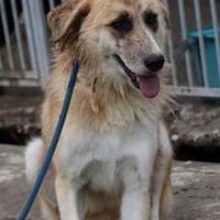 Guave - hübsche Familienhündin, Hündin zur Adoption