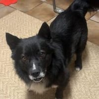 Treuer Begleiter Fynn sucht seine Family, Hund zur Adoption