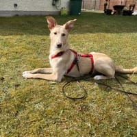 Barney  sucht sein Für-immer-Zuhause, Hund zur Adoption