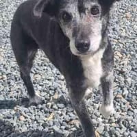 Masola traumhafte Seniorin, Hündin zur Adoption