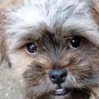 Shi-Tzu Rüde Jingles sucht sein Zuhause, Hund zur Adoption