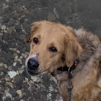 Kara, geb. ca. 12./2015, 53913 Swisttal, Hündin zur Adoption