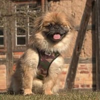 Mozart sucht sein für-immer-Zuhause!, Hund zur Adoption