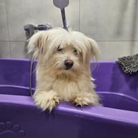 Annabelle sucht IHRE Menschen!, Hündin zur Adoption