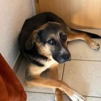 Toller Looki wäre gerne Zweithund, Hund zur Adoption