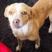 Schlaue Milu, Hündin zur Adoption