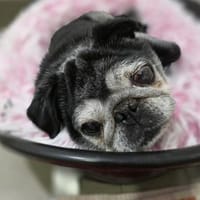 Sir Henry sucht Traumplatz!, Hund zur Adoption